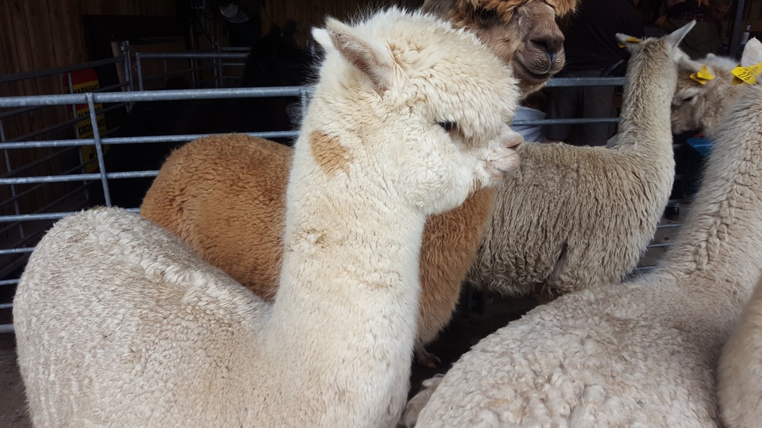 alpaca shearing - before