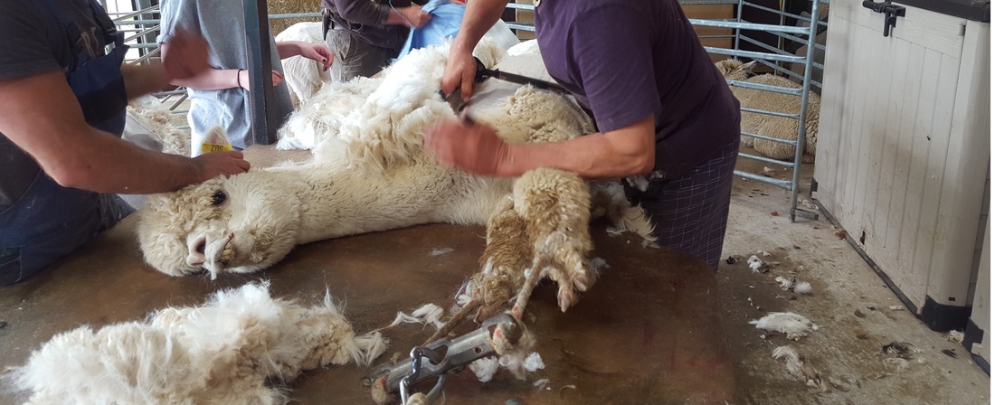 Alpaca shearing - during