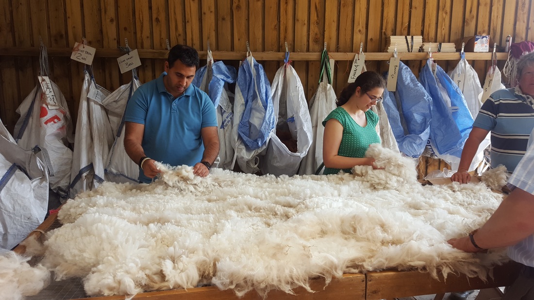 Alpaca Shearing - skirting the fleece